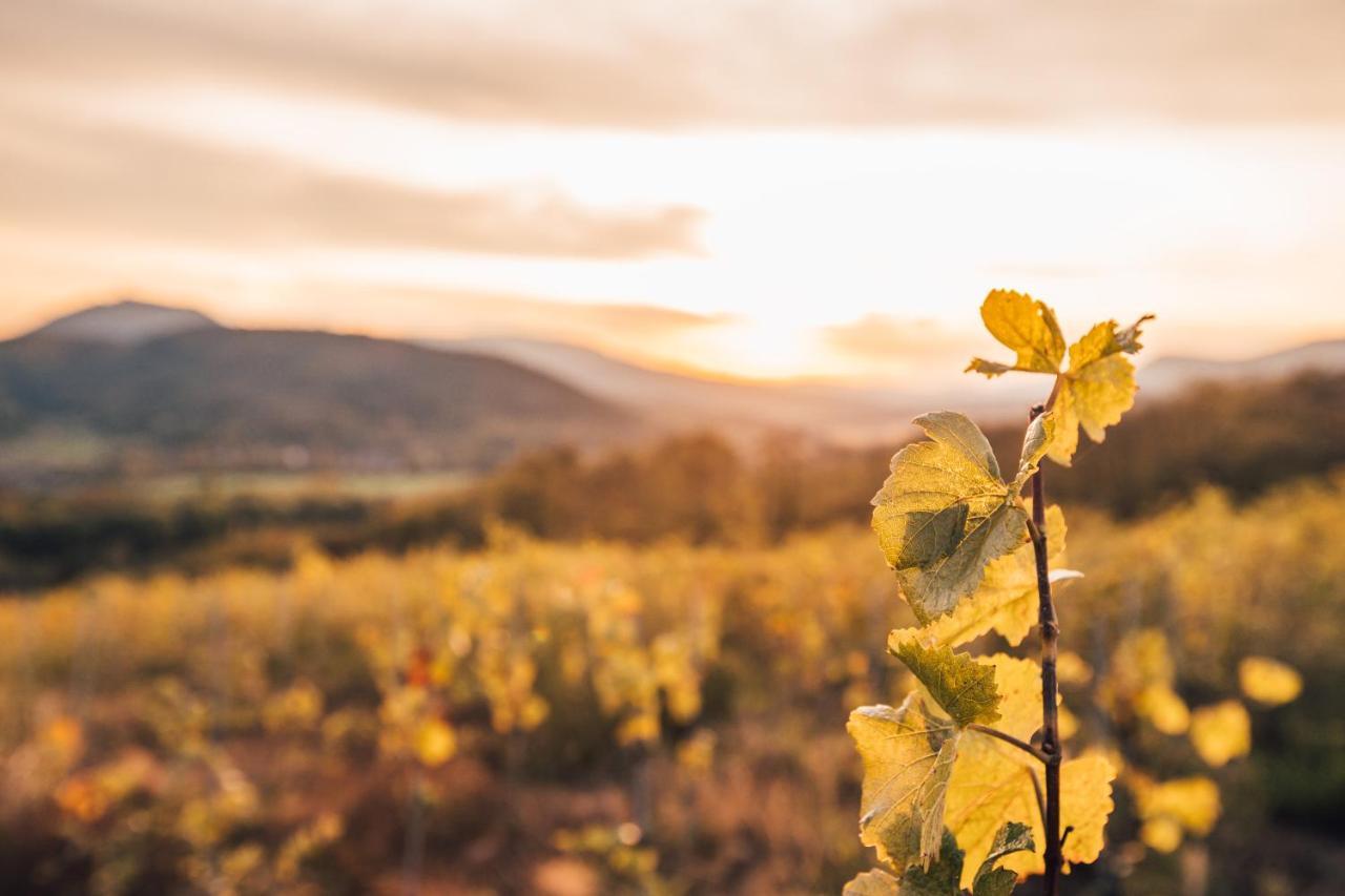 Aux Cerfs Des Vignes - Groupe Villa Scherwiller Luaran gambar